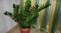 Zamiculkas (долар дрво)